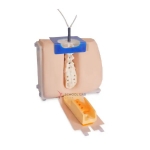 Lumbar Puncture Training Model