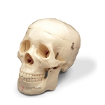 Life-Size Human Skull Model