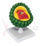 Aids-virus Model