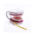 Dental Care Teeth Model