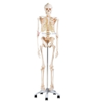 Life Size Human Skeleton Model