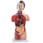 42cm Female Torso Model