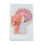 Middle Section of Head