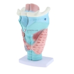 Magnified Human Larynx Model