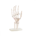 Life-size Hand Joint Model
