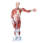 80cm Human Muscle Model