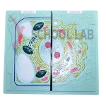 Animal and Plant Cell Model