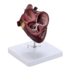 Heart Filaria Model
