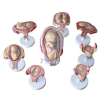 Process Model of Human Pregnancy